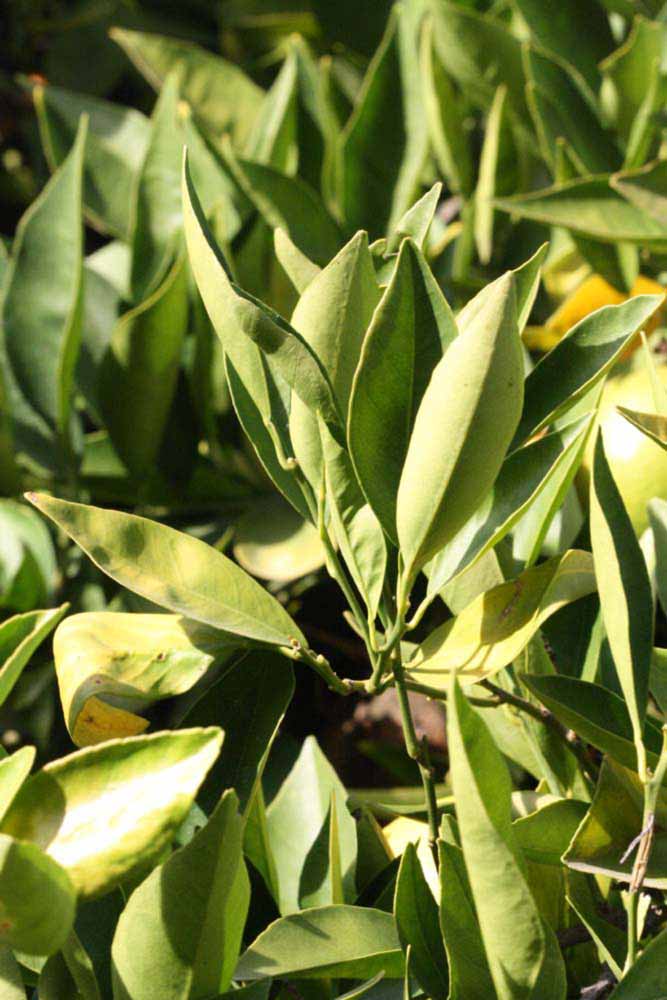            Sun leaves (Riverside, CA)   